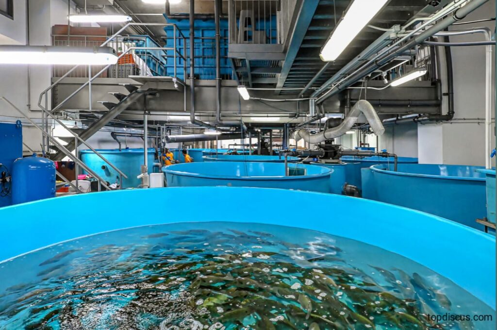 Best Ideas for Home Fish Farming