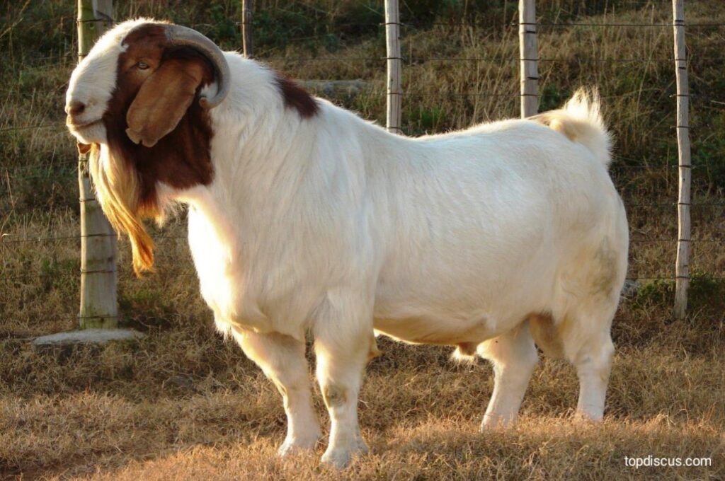 Top 5 Tips for Goat Farming in Backyards