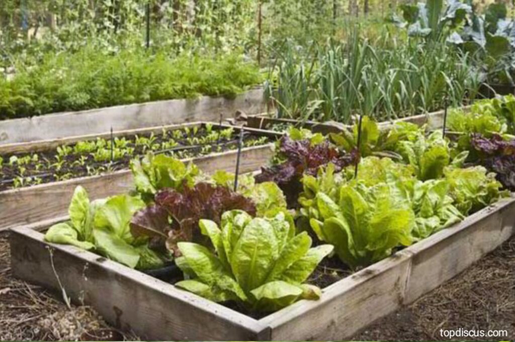 5 Vegetables that are Easy to Grow in a Backyard