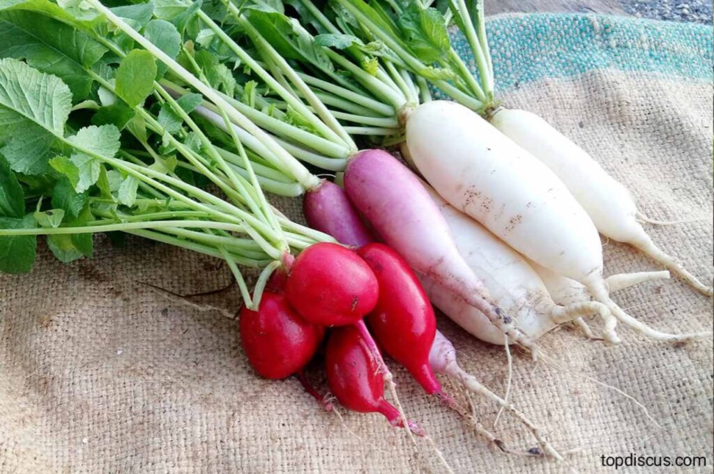 5 Vegetables that are Easy to Grow in a Backyard