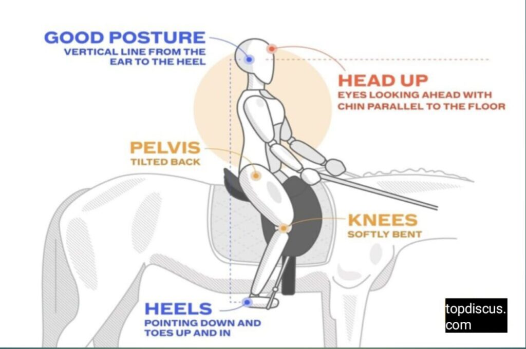 Best Training Tips for Horse Riding