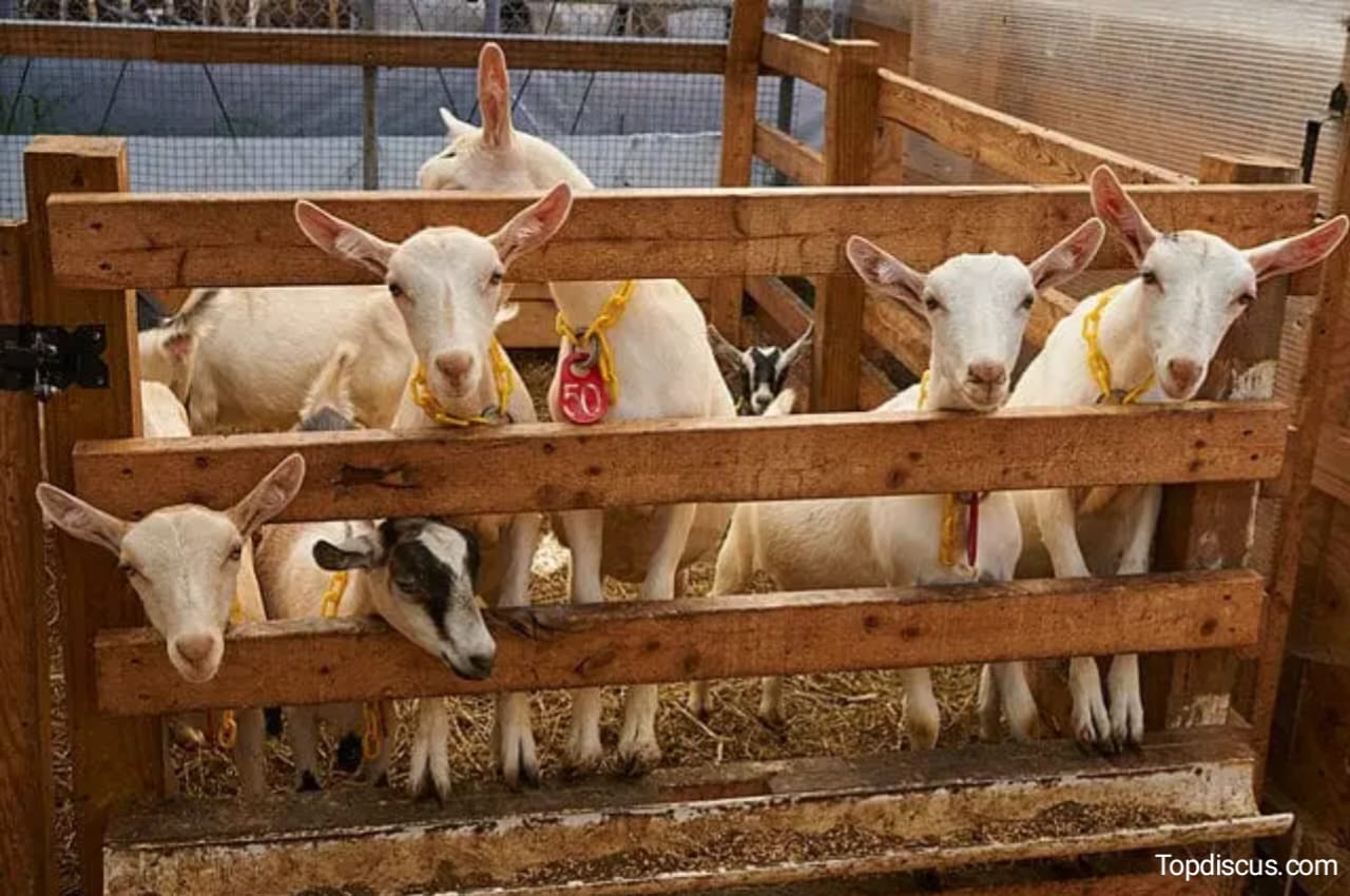 How to Make Money in Goat Farming