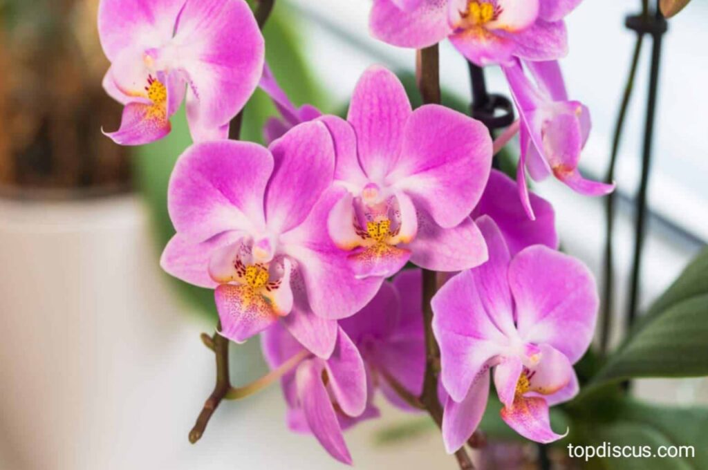 Top10 Most Beautiful Flowers Species